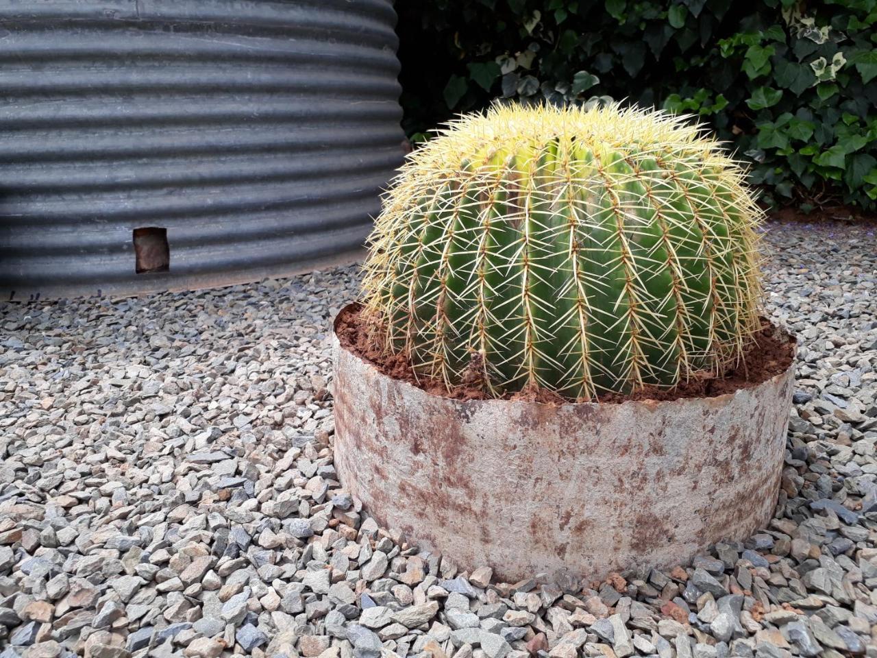 Karoo Sun Boutique Guest House Oudtshoorn Ngoại thất bức ảnh